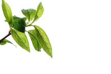 Branch with green leaves. A branch with young green leaves on a white background.