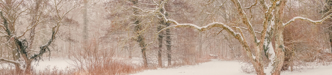 Magical forest covered with snow in the winter