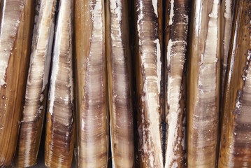Razor Fish Shells