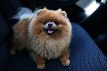 Pomeranian dog. Dog in a car