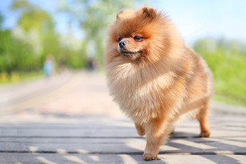 Naklejka na ściany i meble Pomeranian dog on a walk. Dog outdoor. Beautiful dog