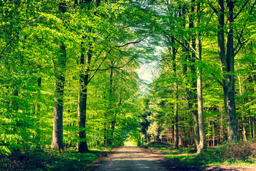 Fototapeta premium Road in a green forest in the spring