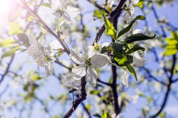 Blossoming tree with white flowers in spring