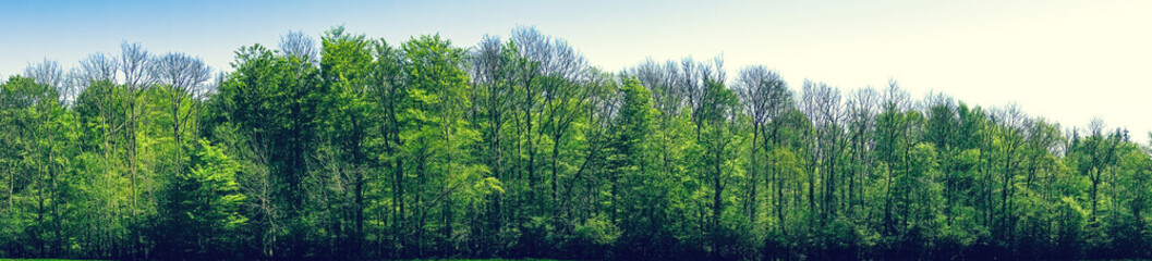 Green beech trees in panorama landscape