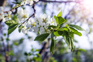 Blossoming tree with white flowers in spring