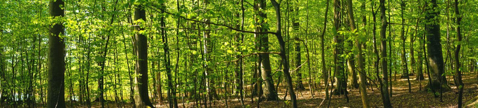 Fototapeta Beech forest scenery in panorama