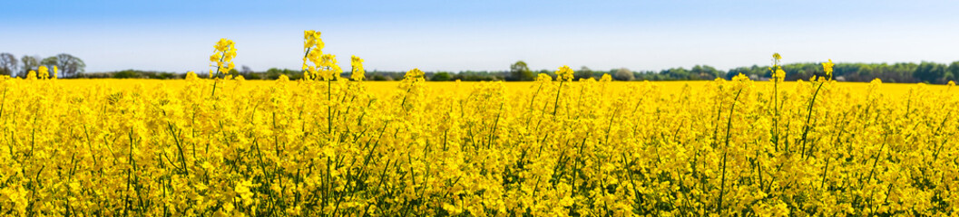 Obraz premium Rapeseed flowers in the spring
