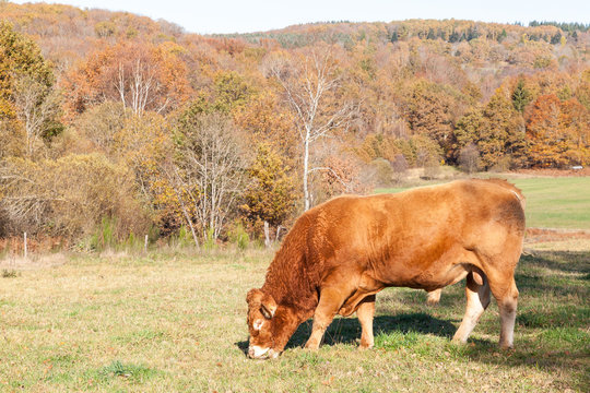 Limousin beef bull standing sideways grazing in an autumn pasture