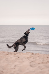 Dog with frisbee