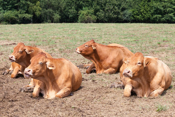Four pregnant Limousin beef cows lying chewing the cud in the hot summer sun in a dry pasture - obrazy, fototapety, plakaty