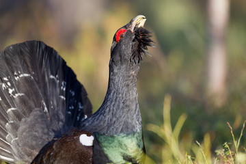 Male western capercaillie