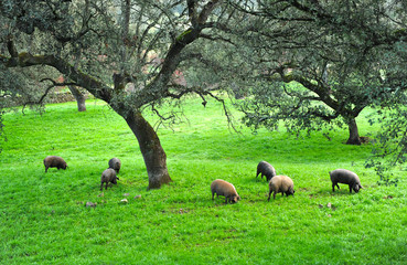 Iberian pig herd in the pasture, Spanish Product