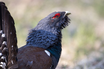 Male western capercaillie