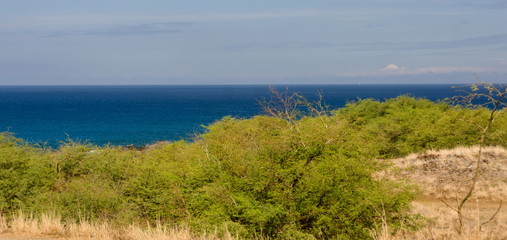Bushes near Hapuna beach