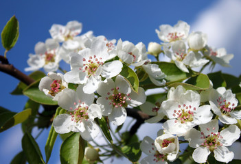 Flowers of a cherry tree in the garden in the spring day