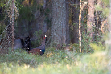 Male western capercaillie
