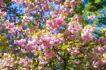 Pink cherry blossoms
