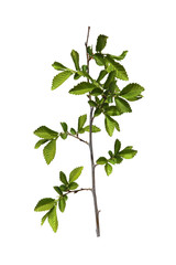 young shoots, fresh leaves, green unripe seeds of elm branch, bl