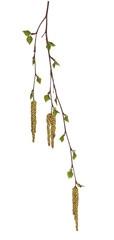 birch twig with flowering catkins, blossoming branch of catkins