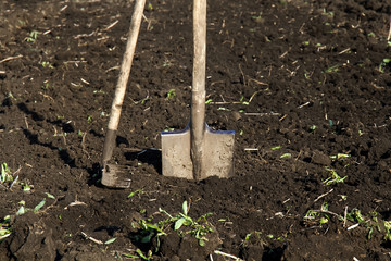 the old rake and shovel in a plowed field and dug earth in the garden