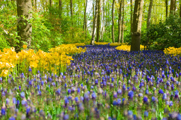 Flower bed in spring