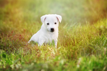 white jack russell terrier puppy sitting on grass