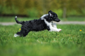 happy chinese crested puppy running outdoors