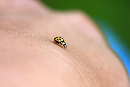  yellow ladybug crawling on a human hand
