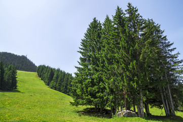 Fototapeta na wymiar Green landscape in the French Alps