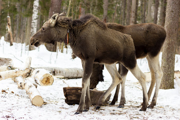 Fototapeta premium Calf of elk on Sumarokovo`s farm