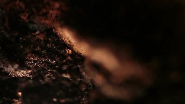 Macro zoom into the soil (Loop)