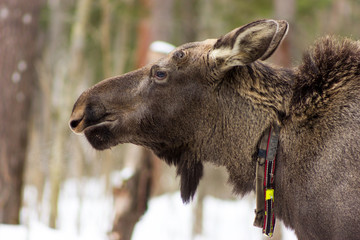 Elk on Sumarokovo`s farm