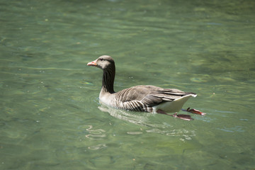 Eine schwimmende Graugans auf dem See