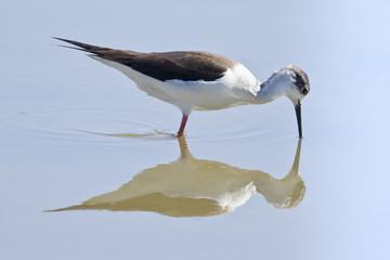 Cigüeñuela común reflejada en aguas tranquilas de una laguna