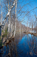 Russian forest in early spring.