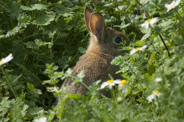 Konijn zoekt schuilplaats.