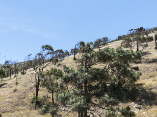 Fototapeta na wymiar Pine tree Canary Islands national park.