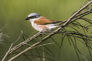Neuntöter (Lanius collurio)