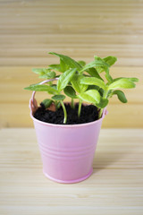 Young plant, seedling in toy pink pail pot on wooden bamboo background