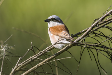 Neuntöter (Lanius collurio)