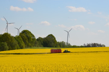 Traktor mit Hänger unterwegs auf landwirtschaftlicher Nutzfläche - Rapsfeld blüht