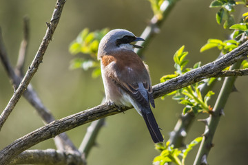 Neuntöter (Lanius collurio)