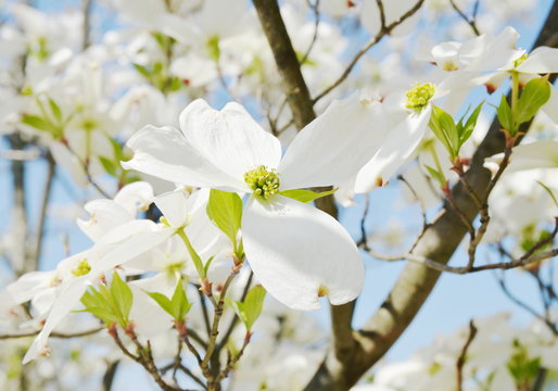 Flowering Dogwood Background Images – Browse 5,311 Stock Photos