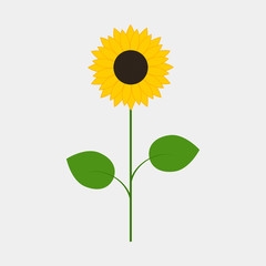 Sunflower isolated on white background