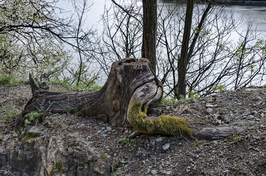 Fantastic stump of tree rooty in glade at Lozen mountain in springtime, Pancharevo, Bulgaria 