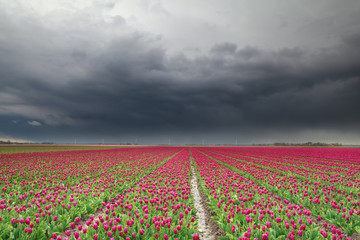 rain clouds over red tulip field