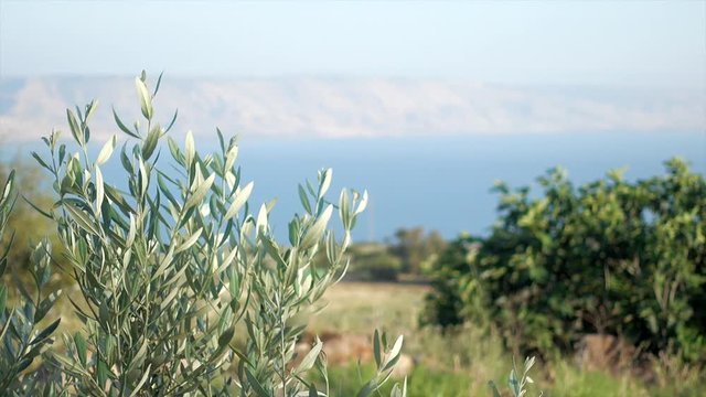 Sea of galile with olive tree branches