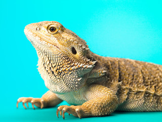 side view of a bearded dragon lizard.