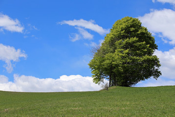 Fototapeta na wymiar tree in the middle of the meadow in summer