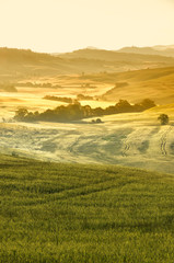 Fototapeta na wymiar Early morning in Tuscany, Italy